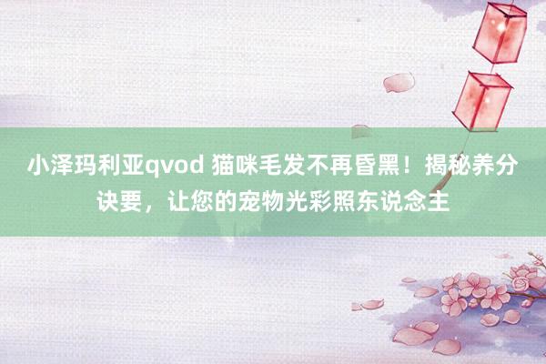 小泽玛利亚qvod 猫咪毛发不再昏黑！揭秘养分诀要，让您的宠物光彩照东说念主